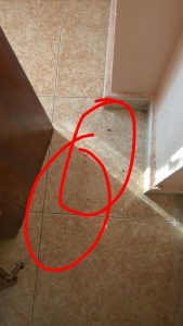 cucaracha alemana